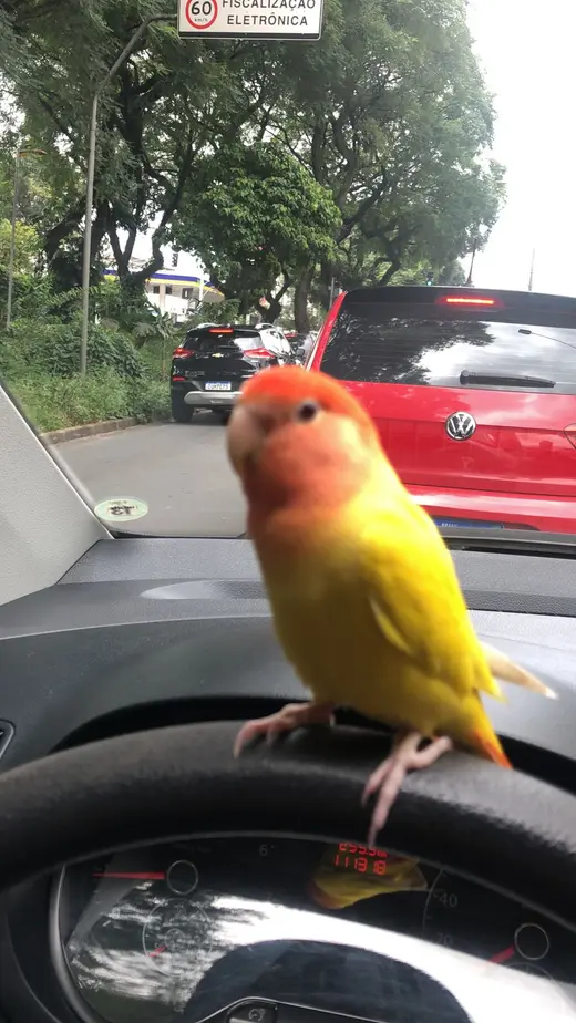 Pássaro do Cláudio reencontrado em Santo André, SP
