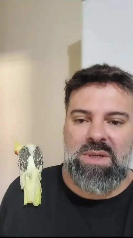 Reencontro de Marcelo com seu pássaro em Curitiba, PR