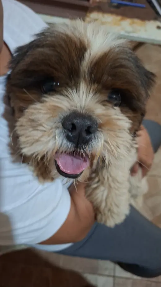 Reencontro de Maria com seu cachorro em Aparecida de Goiânia, GO